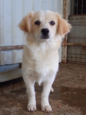 Barbara, chien à l'adoption