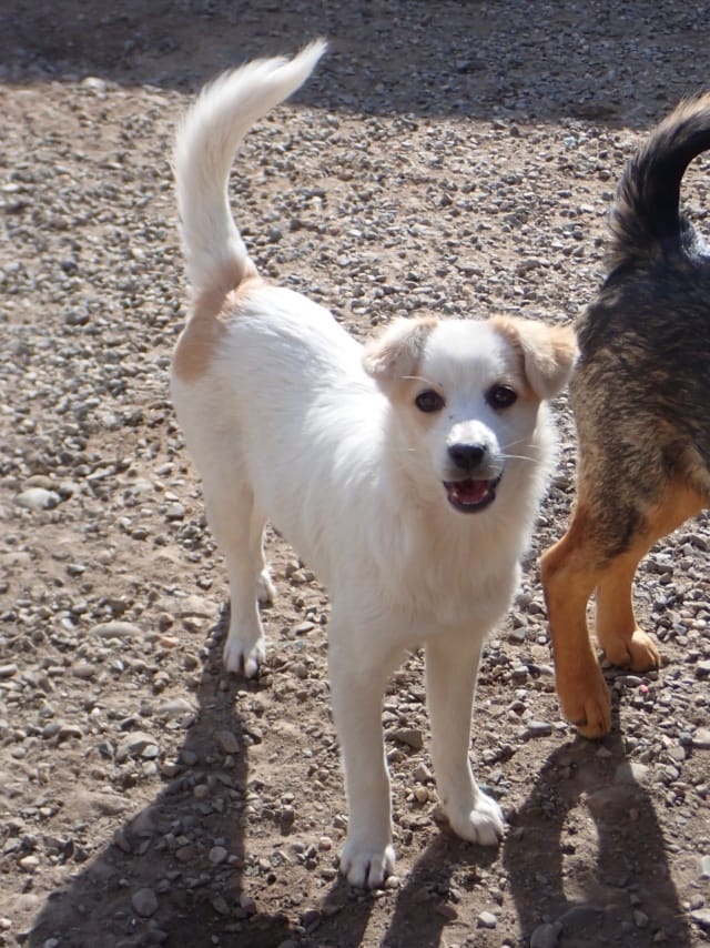 Barcola, chien à l'adoption