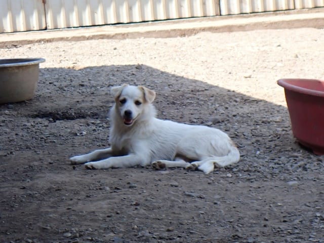 Barcola, chien à l'adoption