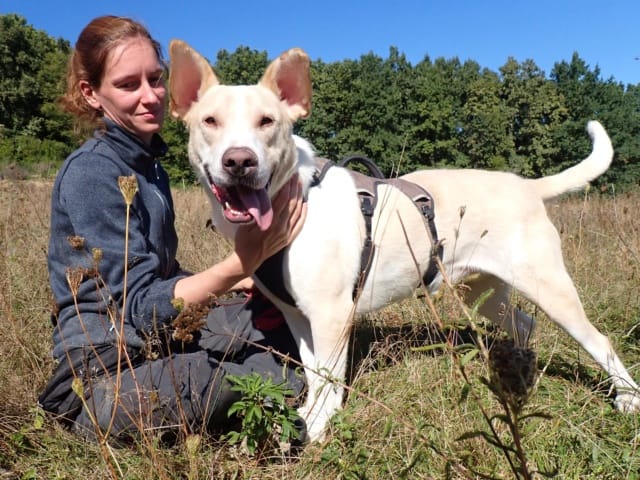 Baylan, chien à l'adoption