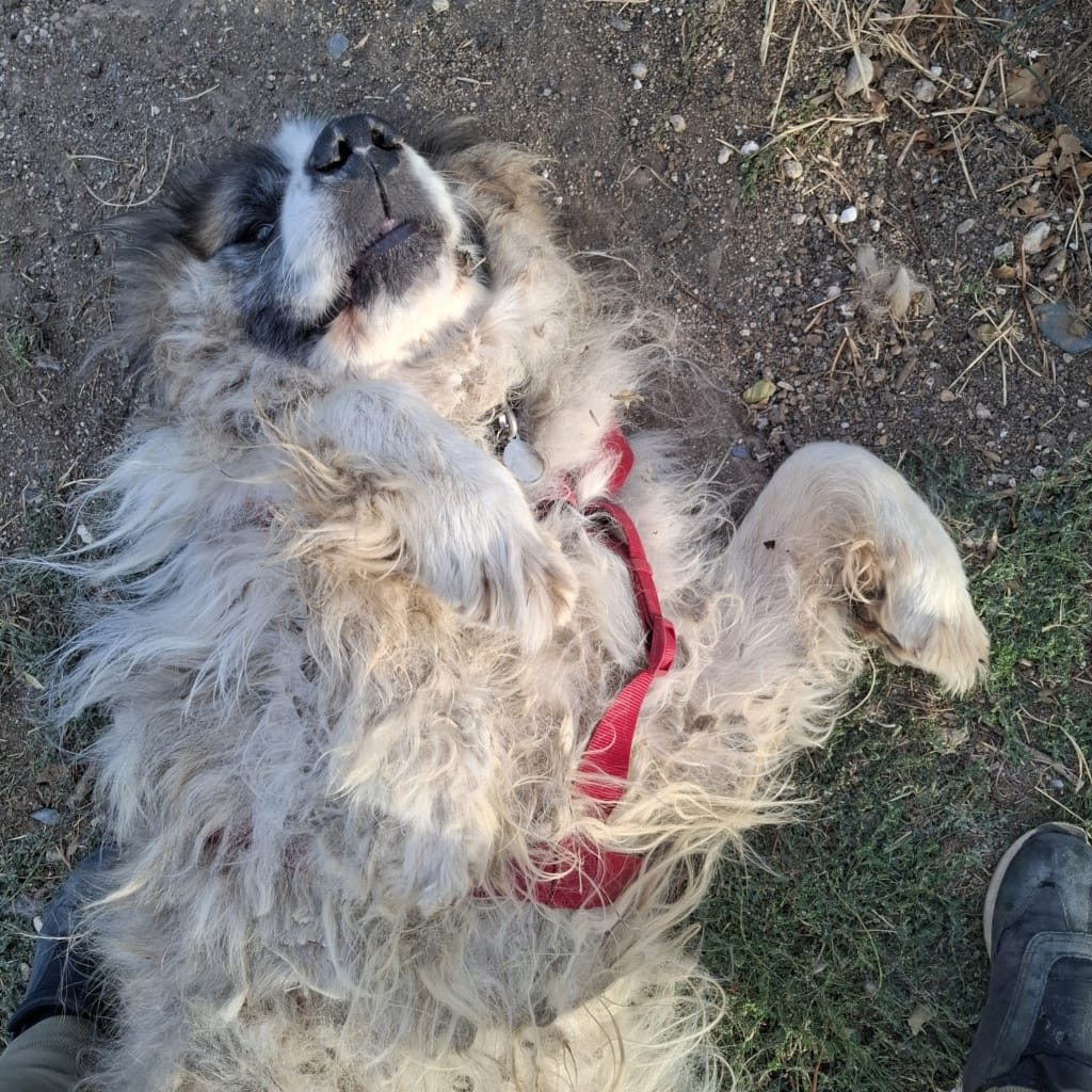 Beethoven, chien à l'adoption chez Remember Me France