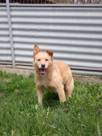 Belize, chien à l'adoption