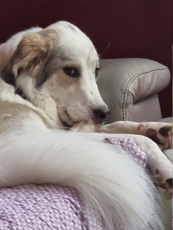 Belladone, chien à l'adoption chez Remember Me France