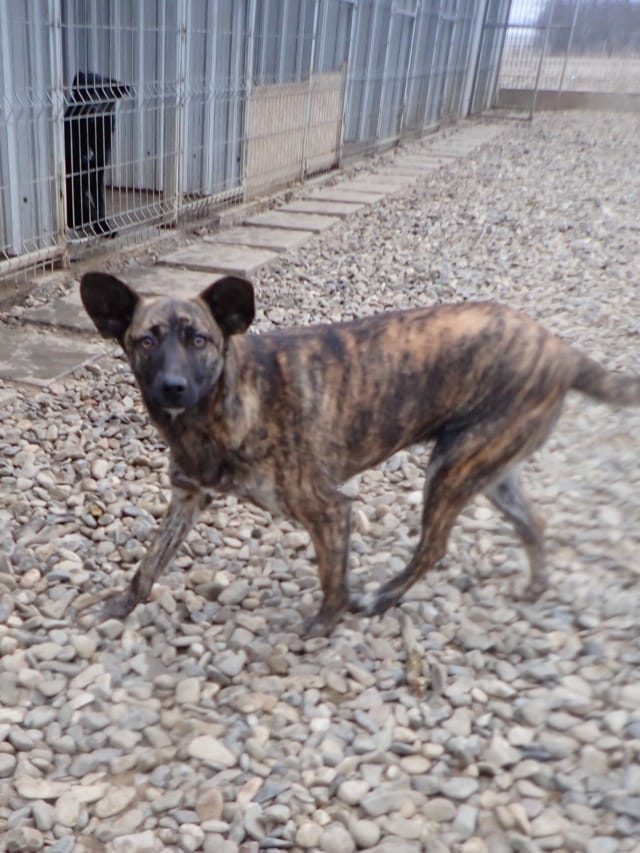 Belote, chien à l'adoption