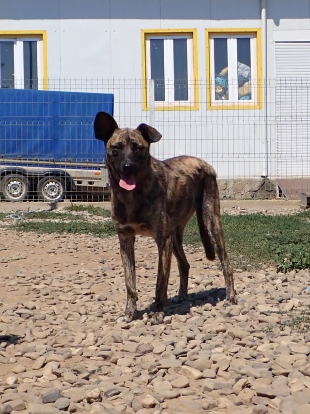 Belote, chien à l'adoption