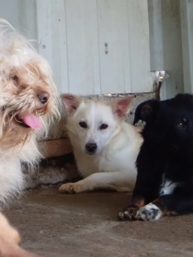 Beoca, chien à l'adoption