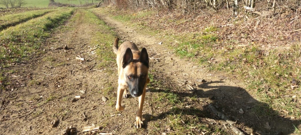 Bingo, chien à l'adoption chez Remember Me France