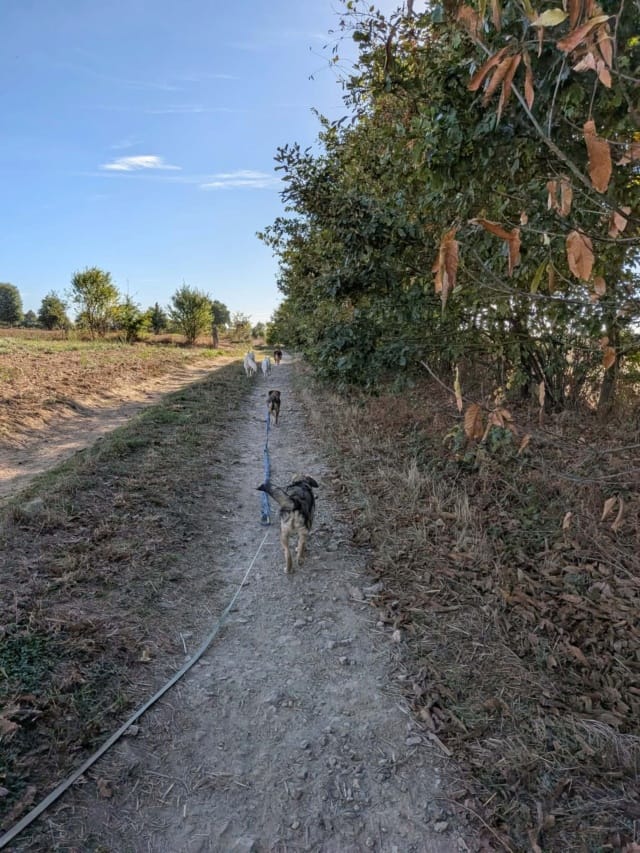 Bingo, chien à l'adoption chez Remember Me France