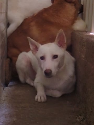 Blanche Neige, chien à l'adoption