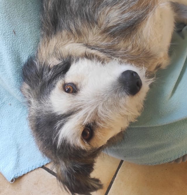 Boo, chien à l'adoption chez Remember Me France