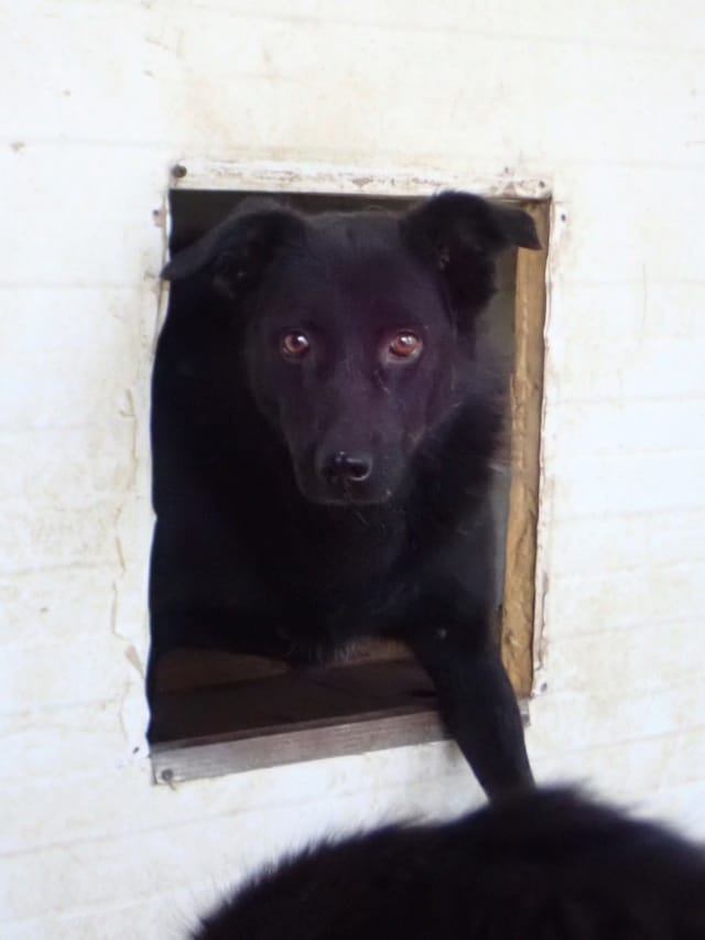 Brianna, chien à l'adoption