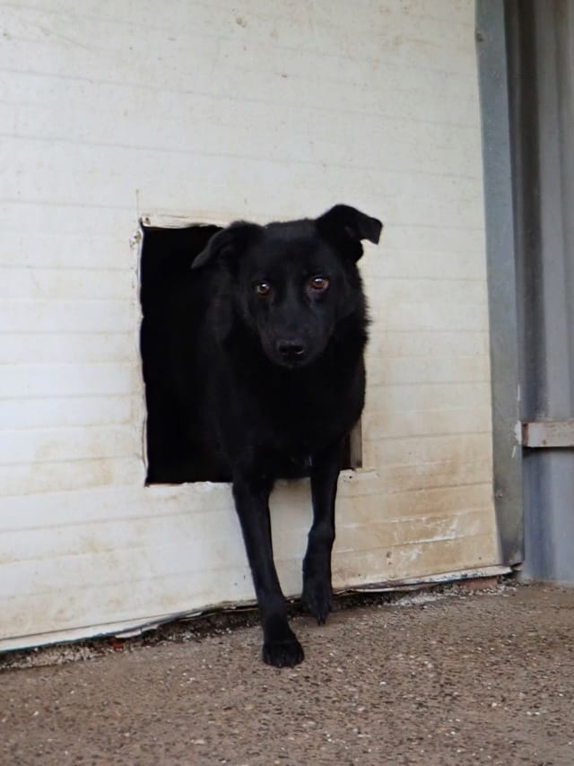 Brianna, rescue dog available for adoption