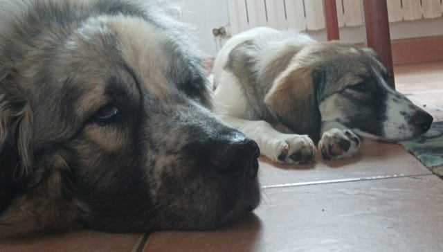 Bridget, chien à l'adoption chez Remember Me France