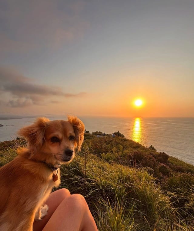 Britney, chien à l'adoption chez Remember Me France