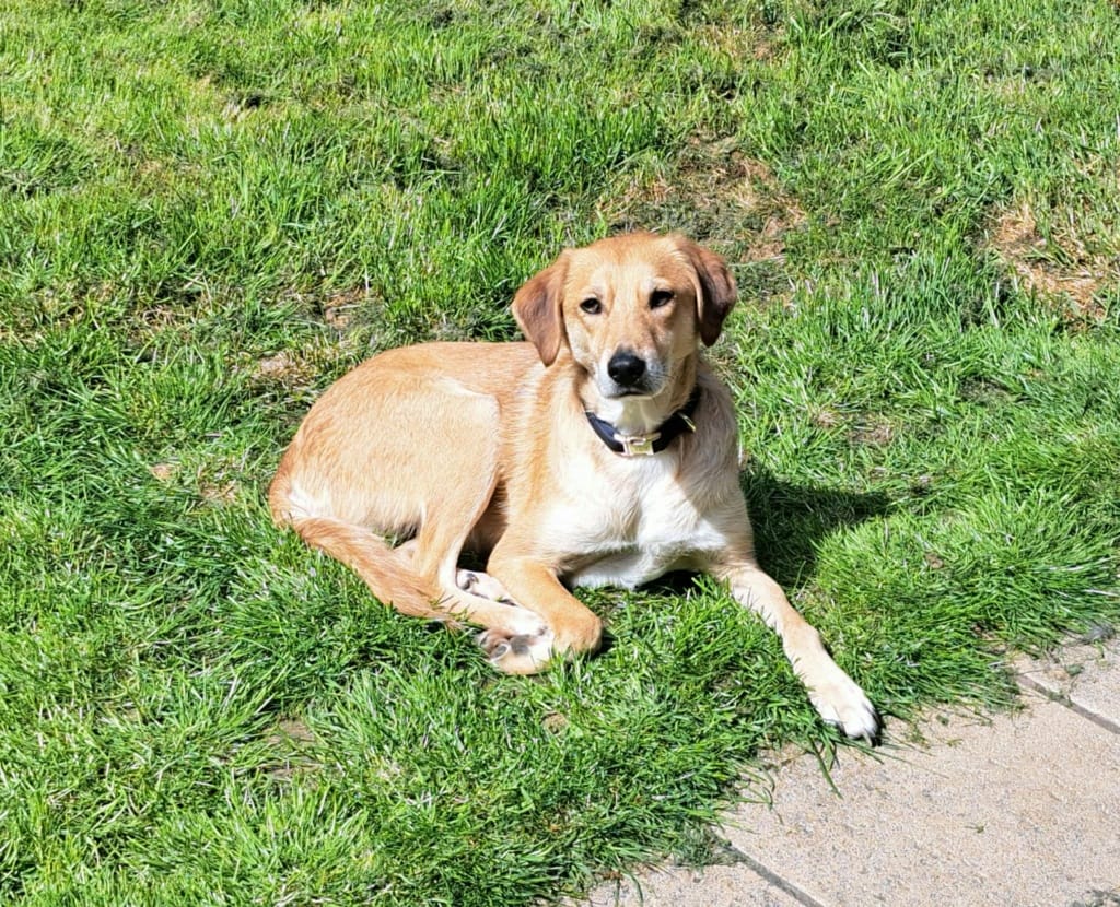 Buckley, rescue dog available for adoption