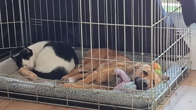 Buttercup, chien à l'adoption chez Remember Me France