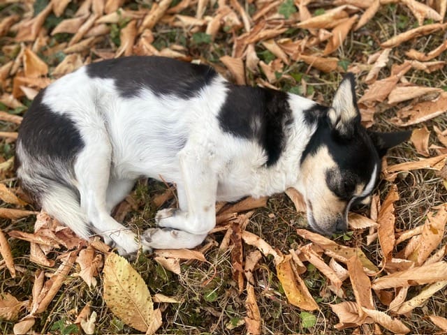 Bymba, chien à l'adoption chez Remember Me France