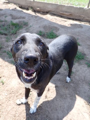Caïpirinha, chien à l'adoption