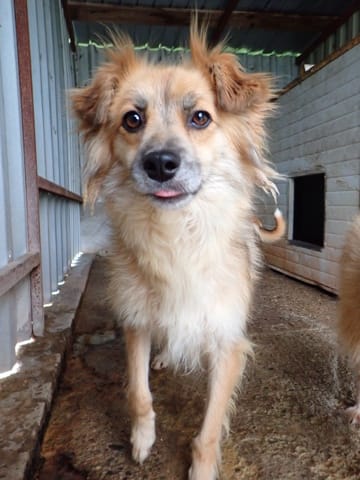 Calvin, chien à l'adoption