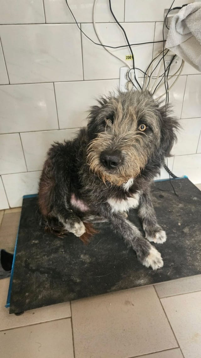 Carnaval, rescue dog available for adoption