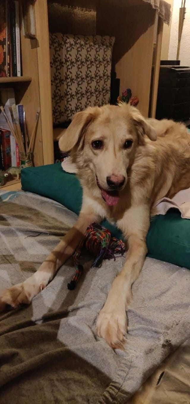 Castafiore, chien à l'adoption chez Remember Me France