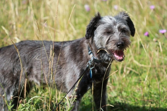 Catou, chien à l'adoption chez Remember Me France