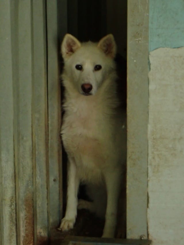 Celestia, chien à l'adoption