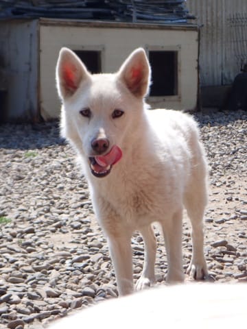 Celestine, rescue dog available for adoption