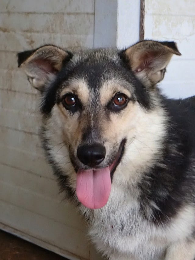 Cerruti, rescue dog available for adoption