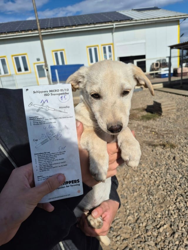 Chamane, rescue dog available for adoption
