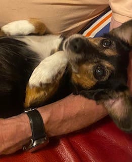 Channa, chien à l'adoption chez Remember Me France