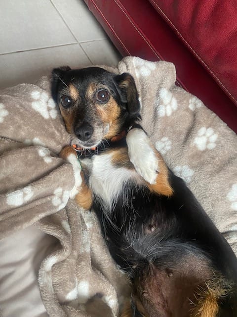 Channa, chien à l'adoption chez Remember Me France