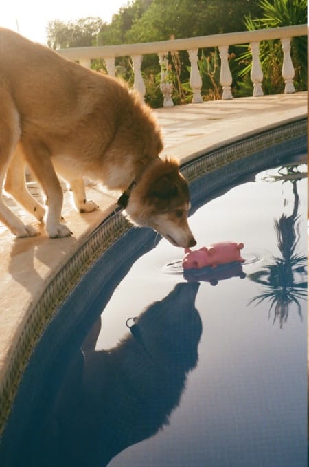 Charly, chien à l'adoption
