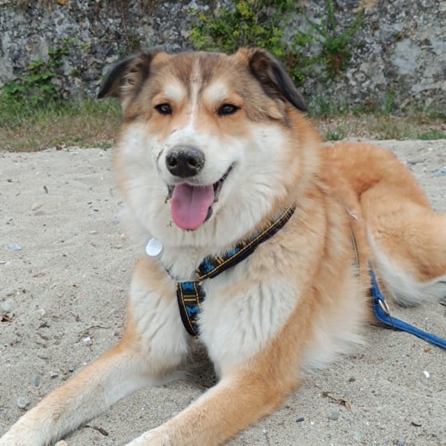 Charly, chien à l'adoption