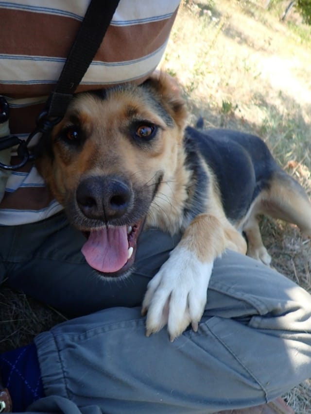Chuan, chien à l'adoption