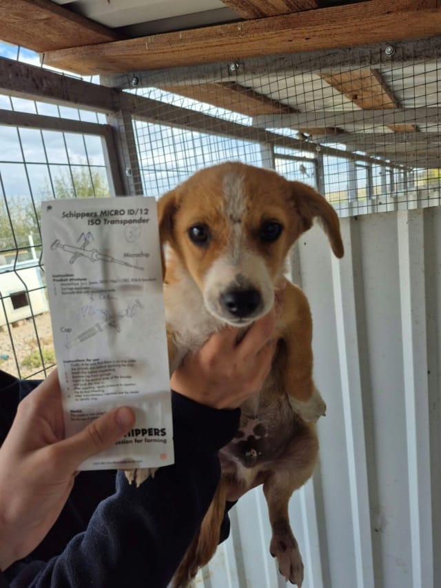 Chuk, chien à l'adoption