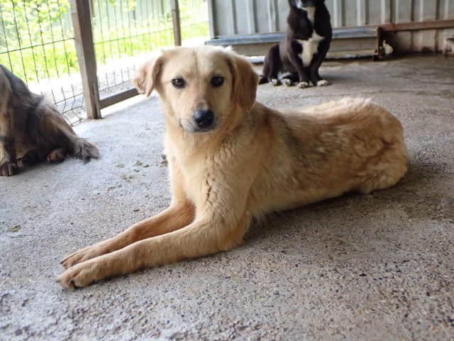 Clementine, chien à l'adoption
