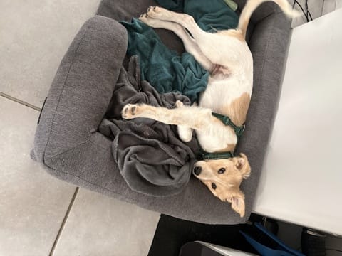Cleo, chien à l'adoption chez Remember Me France