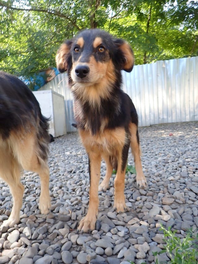 Clover, chien à l'adoption