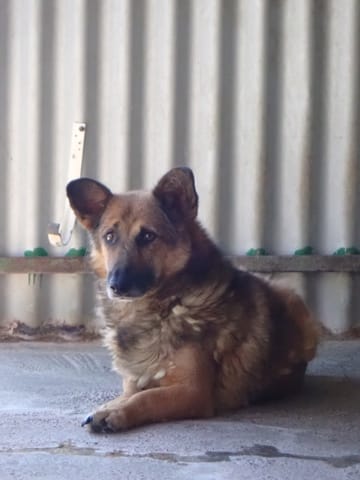 Comak, chien à l'adoption chez Remember Me France