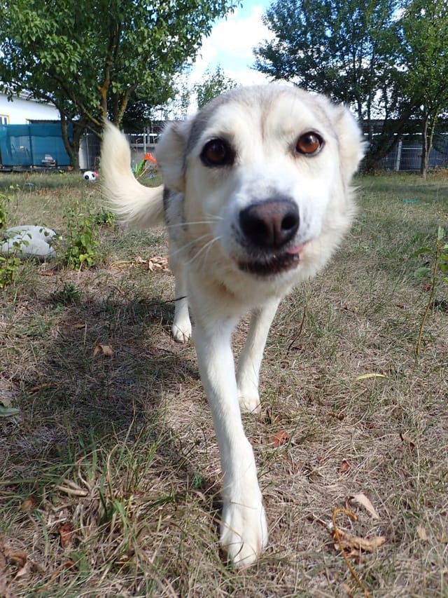 Constanta, chien à l'adoption