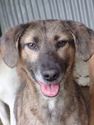 Courtney, chien à l'adoption chez Remember Me France