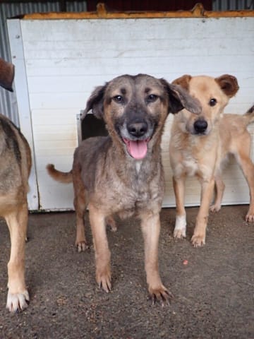 Courtney, chien à l'adoption