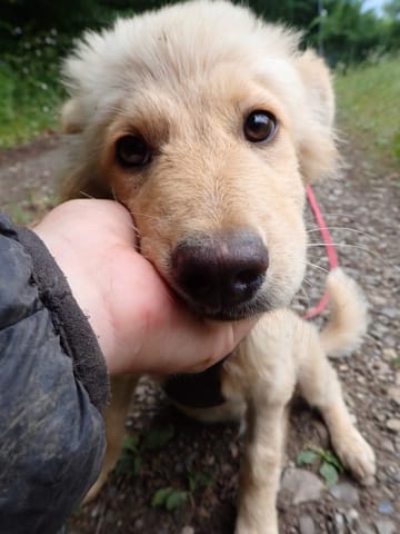 Cumulus, rescue dog available for adoption
