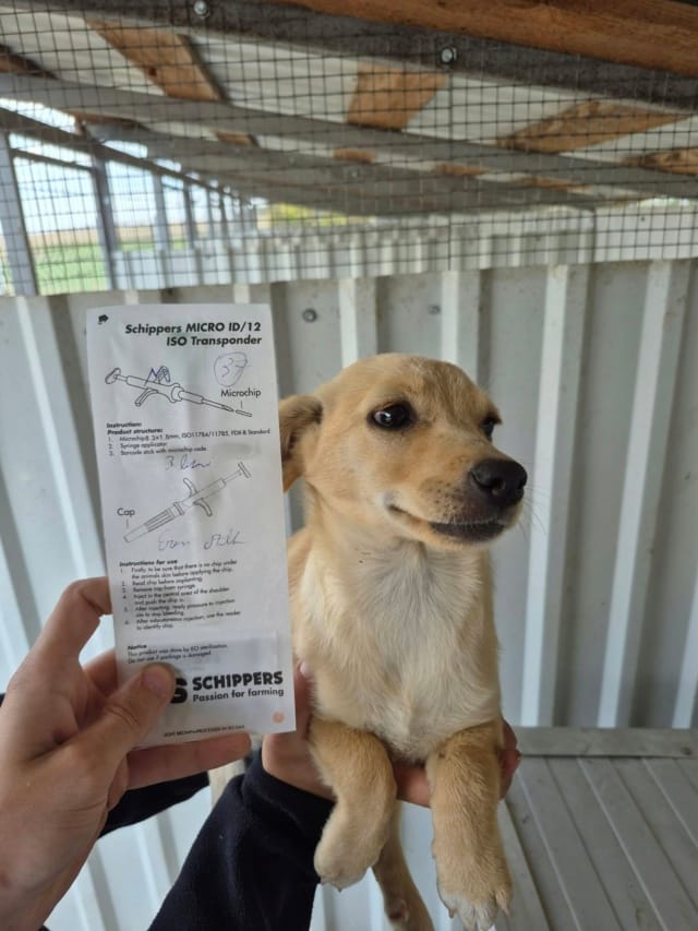 Cyber, chien à l'adoption