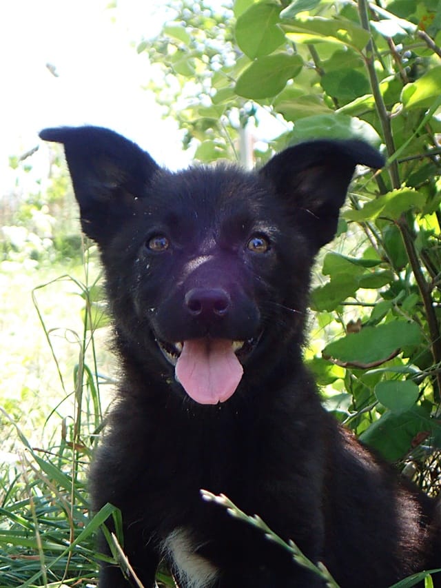 Daciana, chien à l'adoption