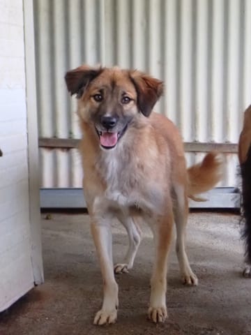 Dalbao, chien à l'adoption chez Remember Me France