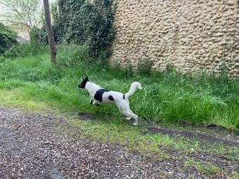 Dalmatia, chien à l'adoption