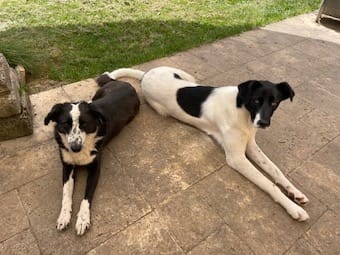 Dalmatia, chien à l'adoption