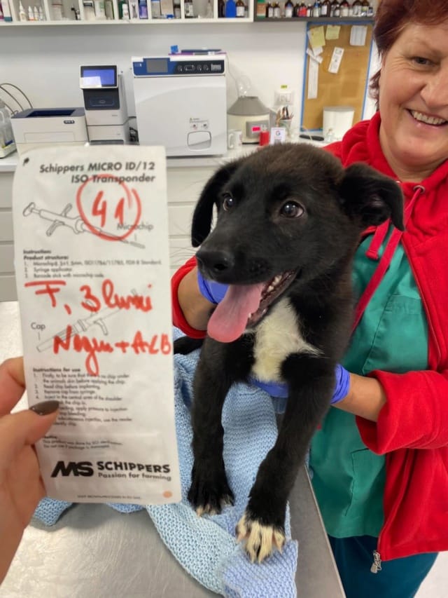Darcy, chien à l'adoption